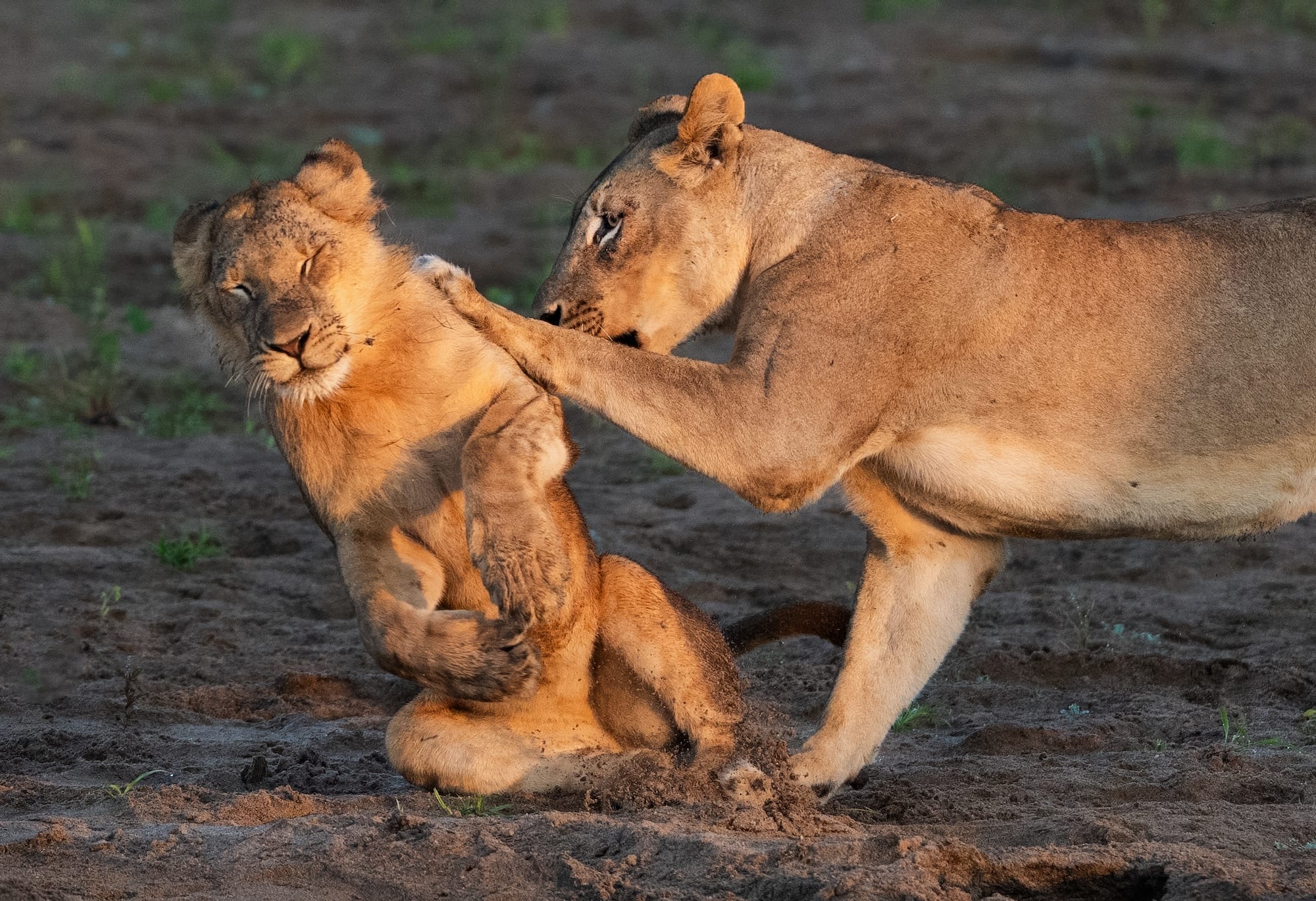 a lioness plays with her cub and appears to be knocking it over