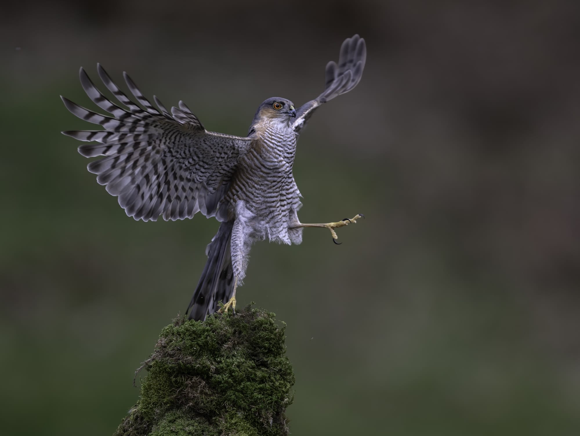 a bird of prey stands with wings open on one leg