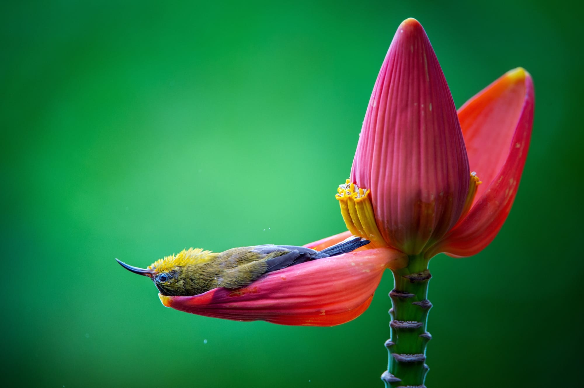 a tiny bird appears to take a rest upside-down in a pink petal