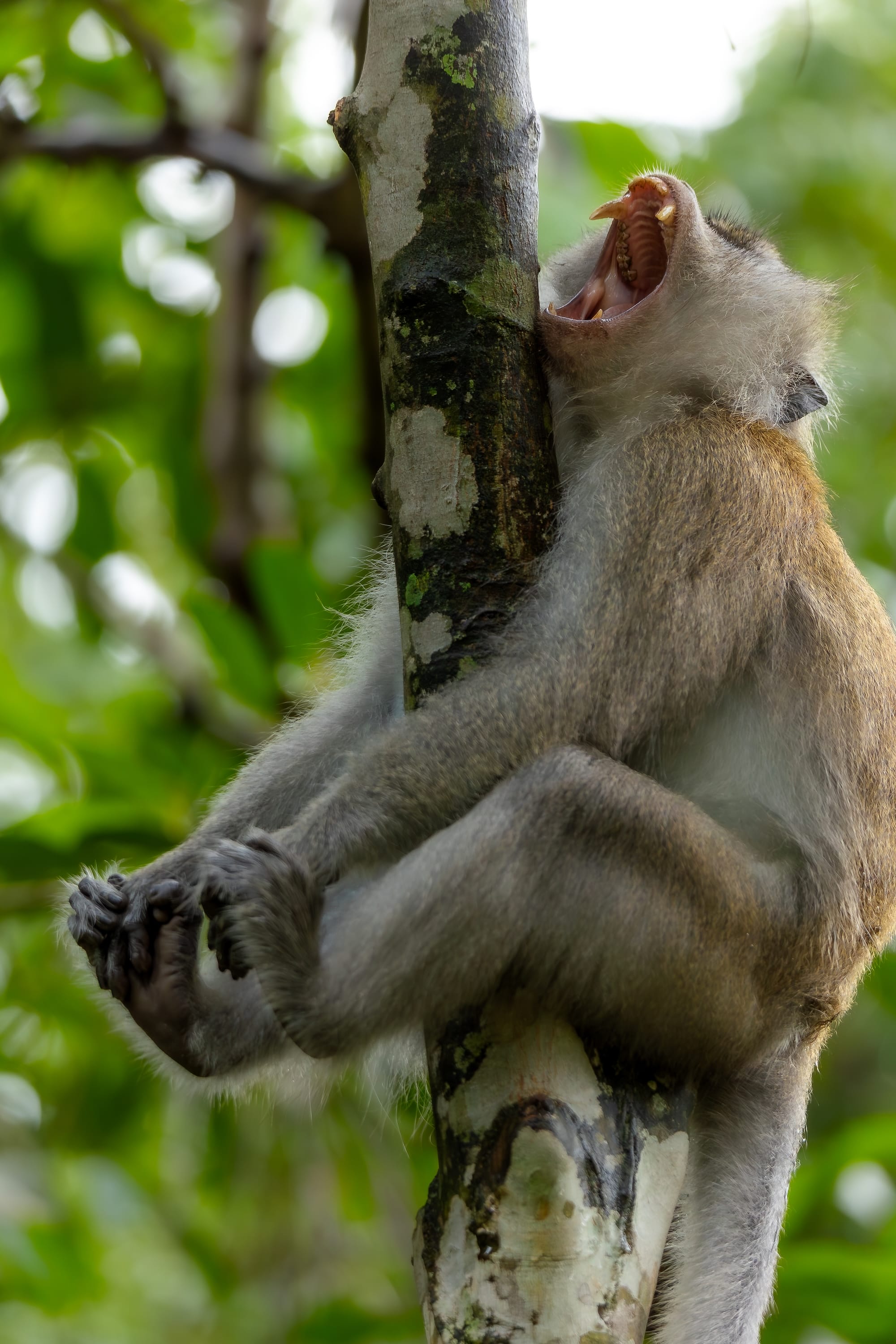 a humorous image of a primate looks as though it has leaped onto a tree and hurt itself, appearing to scream in pain