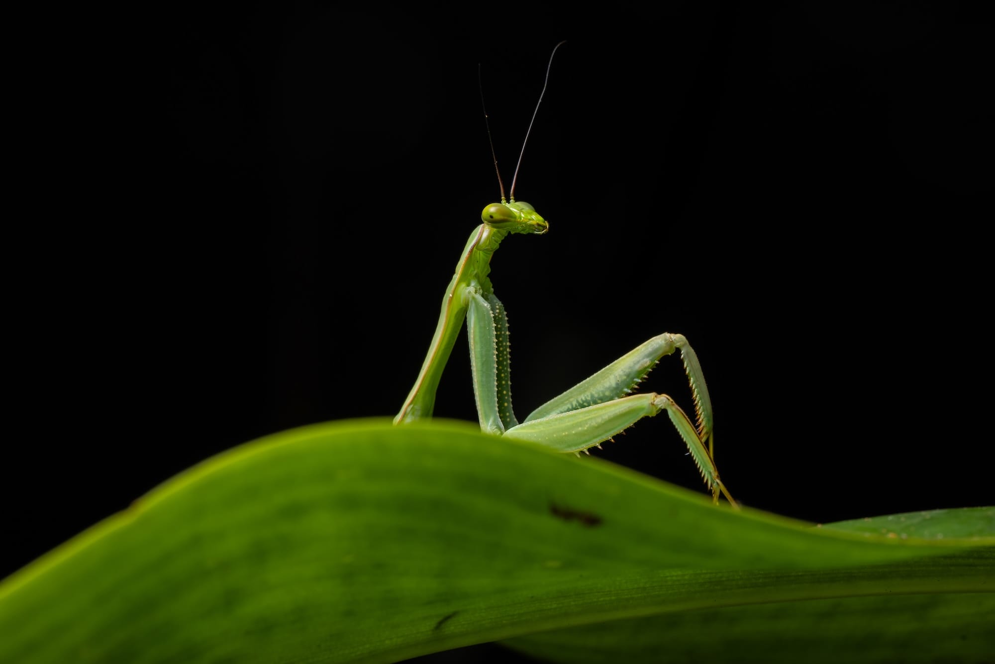 a picture of a praying mantis, partly behind the edge of a leaf so its front arms look like legs in a sultry pose