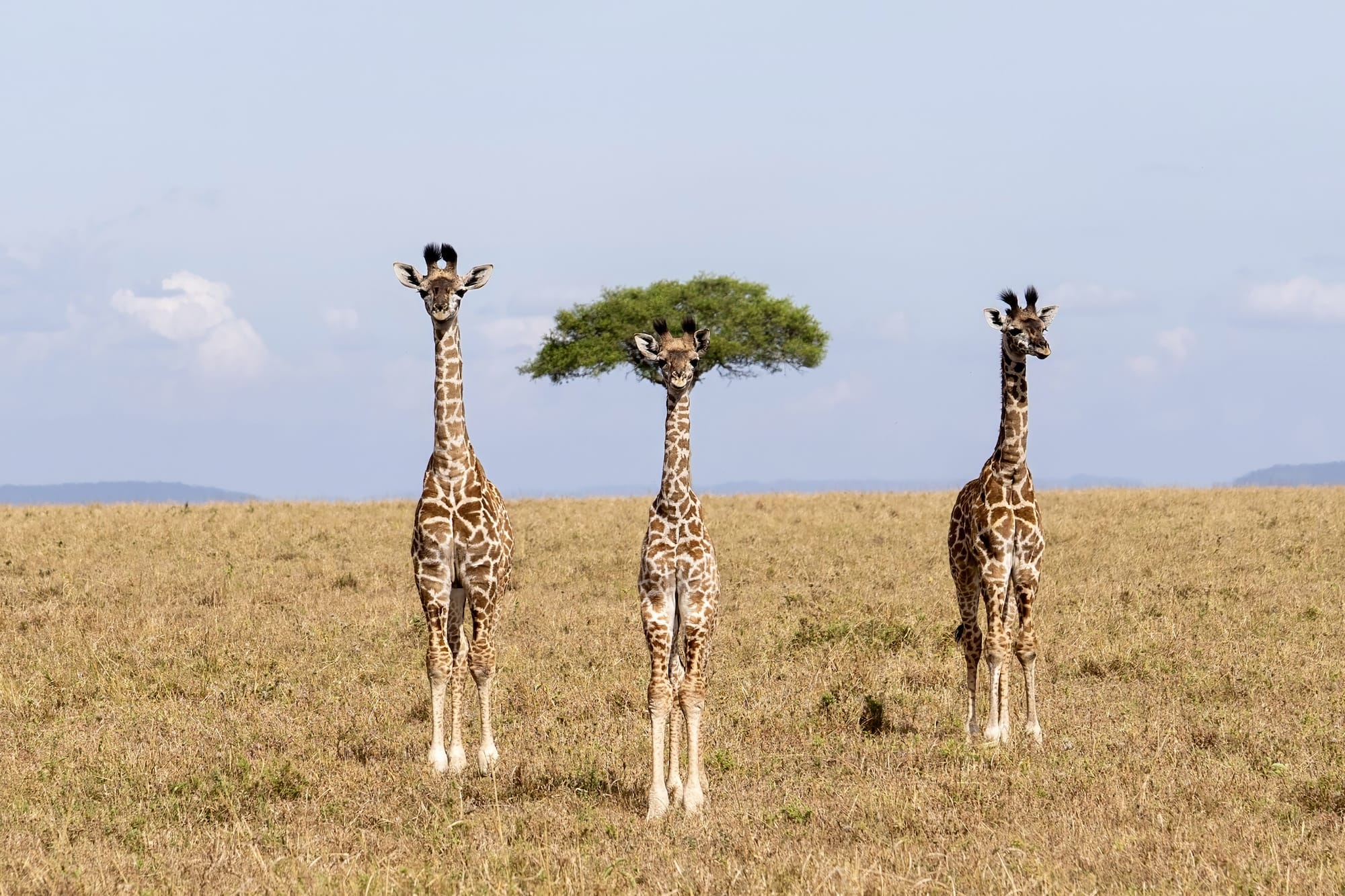 three giraffes stand in a grassland, one with a tree behind it that makes it look like it has crazy green hair