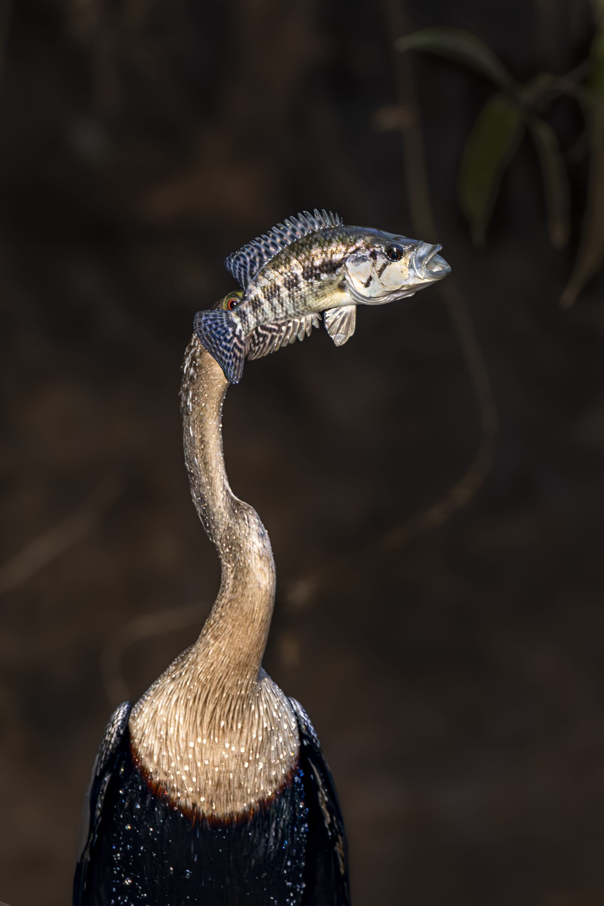 a long-necked heron appears to have the head of a fish as it tries to catch it in its mouth