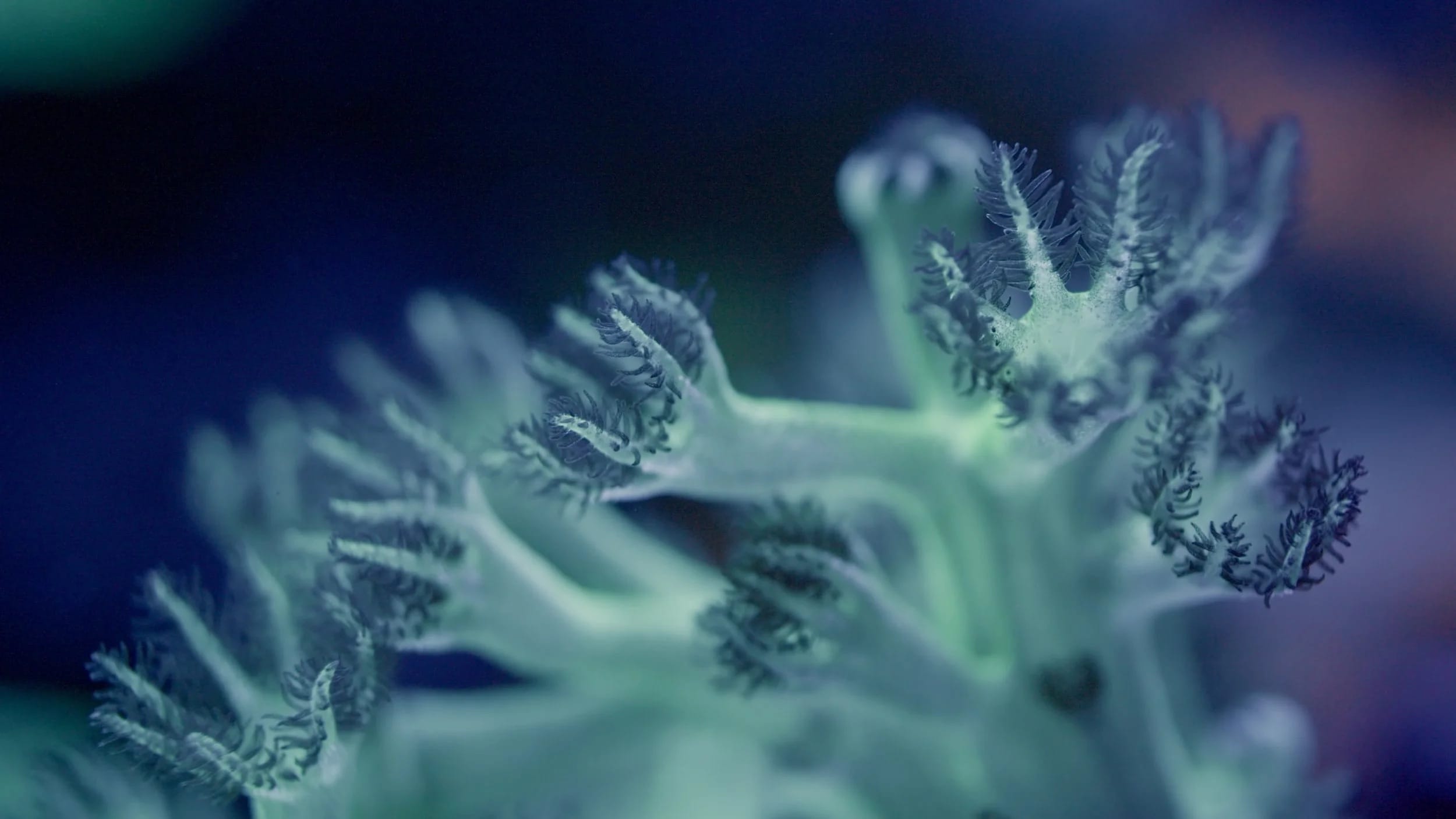 a still of a detailed image of coral patterns