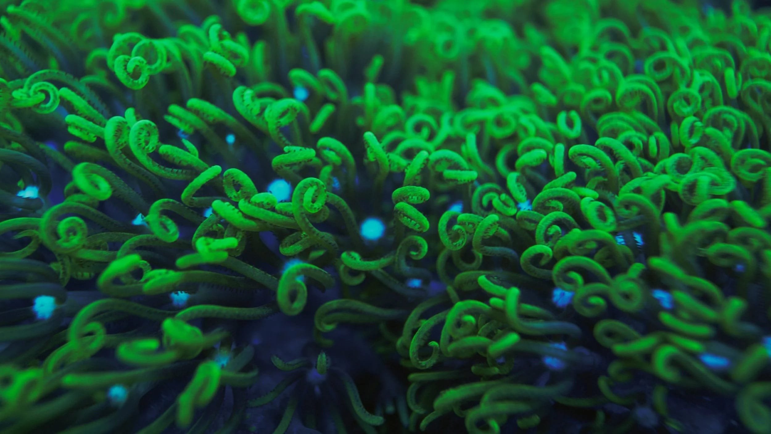 a still of a detailed image of coral patterns