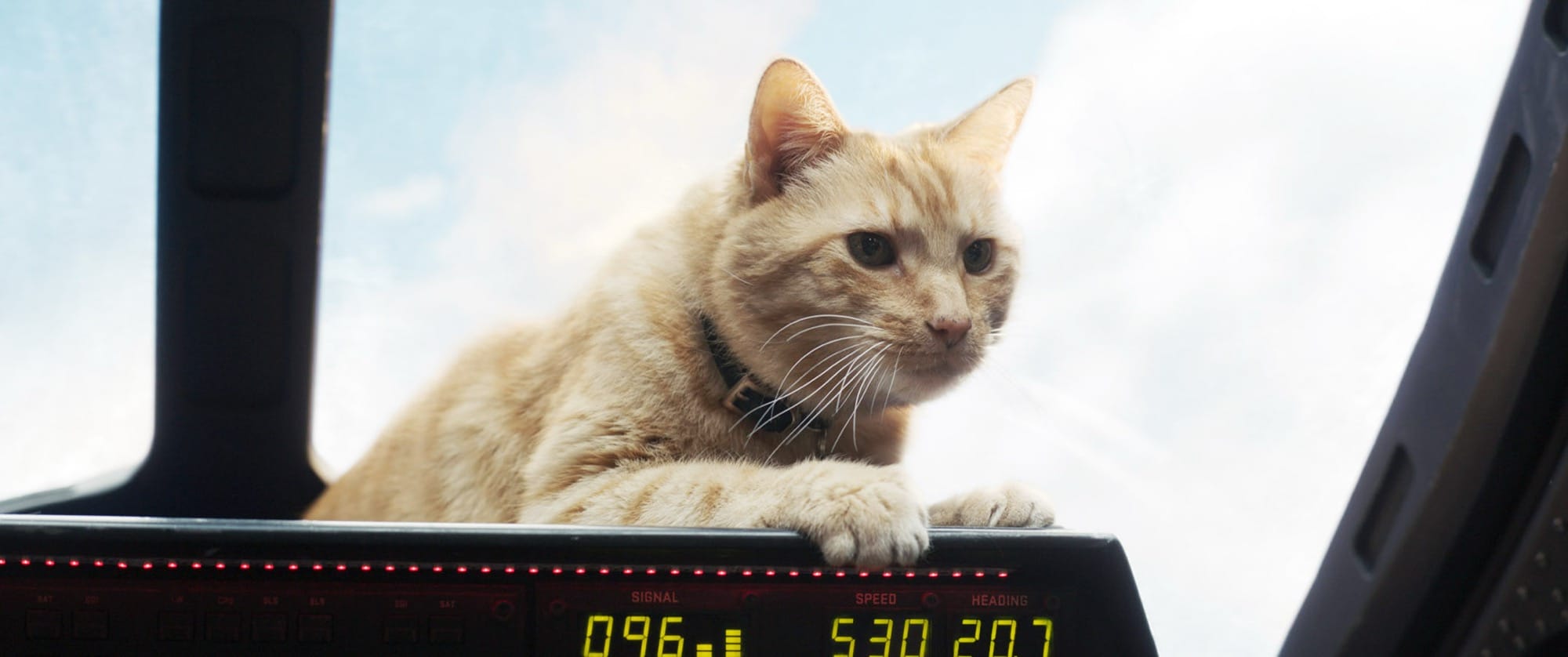 a film still of an orange cat
