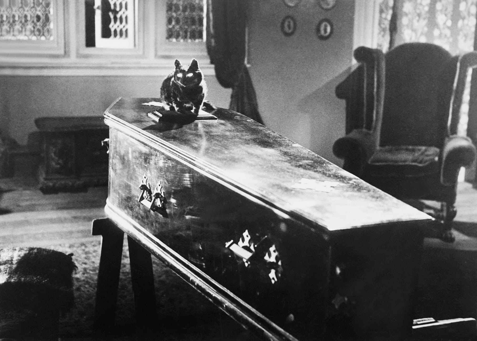 a film still of a cat on a coffin