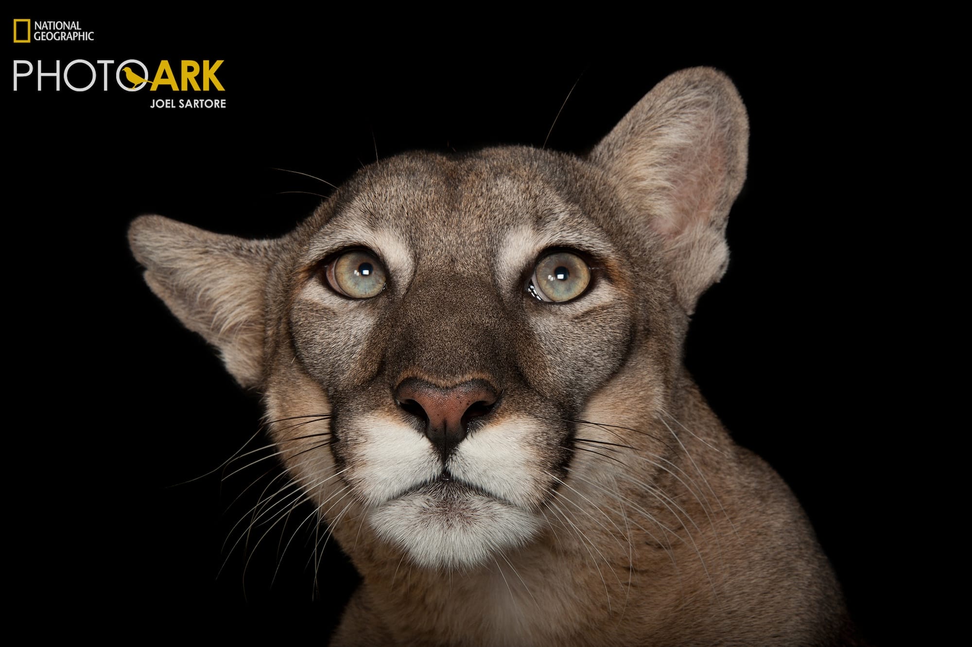 a portrait of an endangered Florida panther