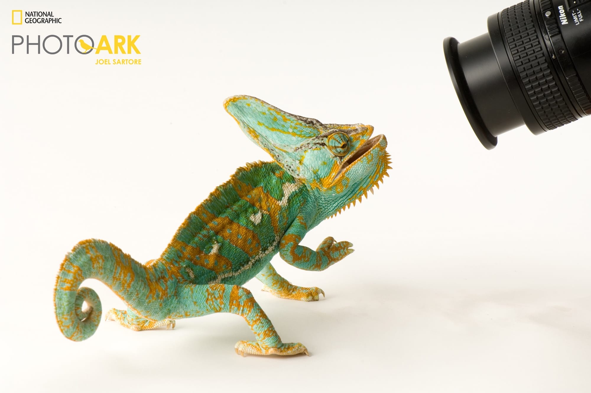 a portrait of a chameleon that looks into a camera lens