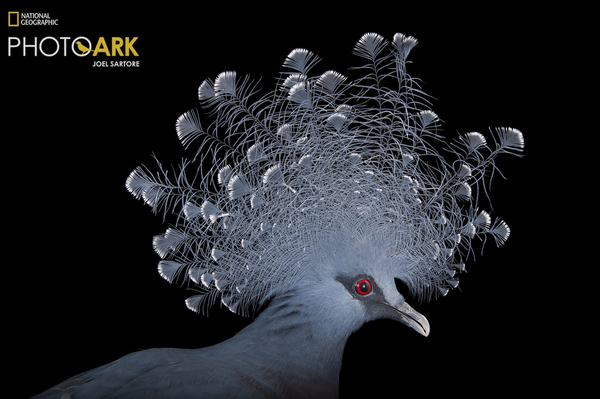 a portrait of a Victoria crowned pigeon with elaborate plumage around its head