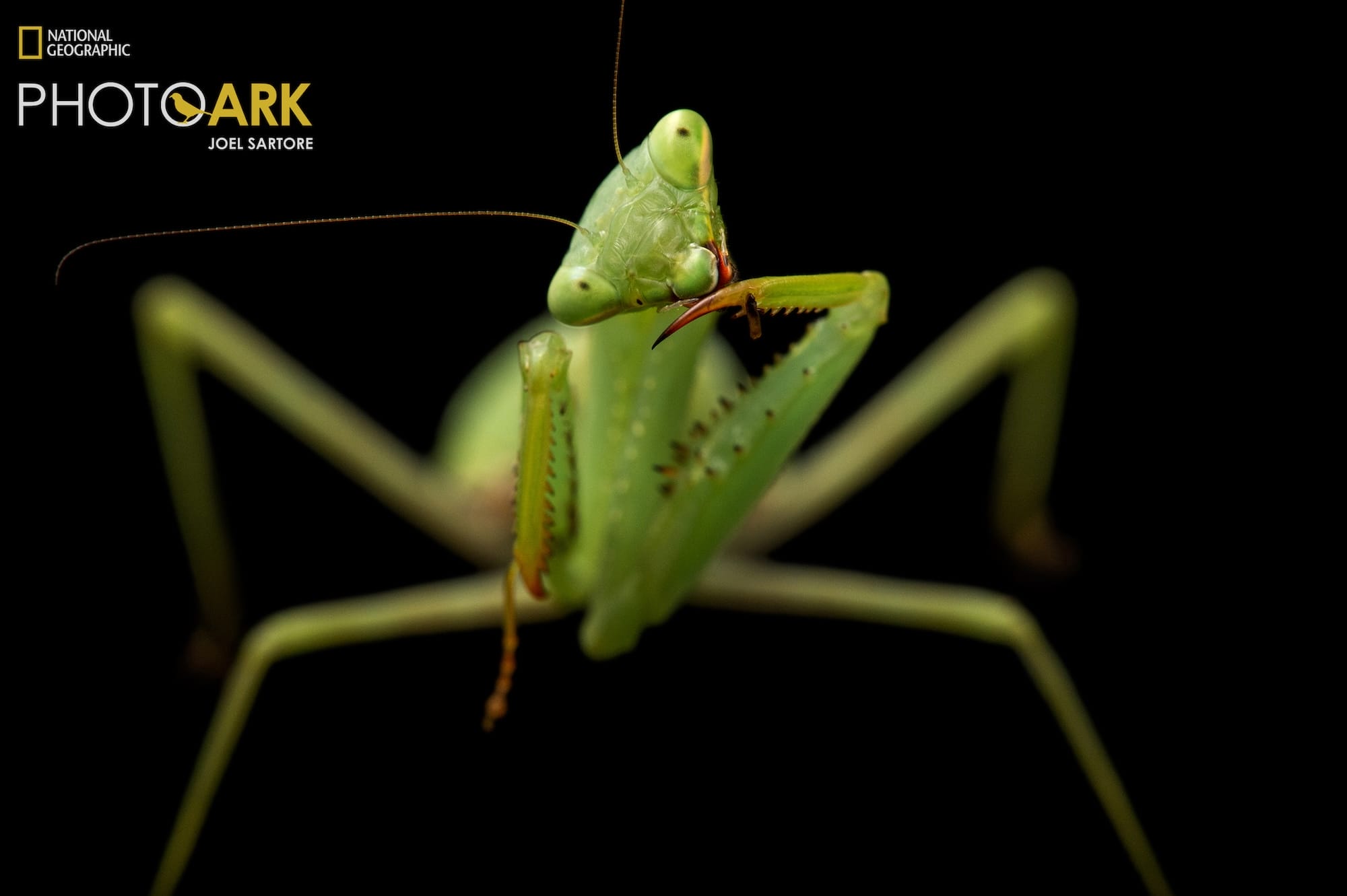 a portrait of a mantis