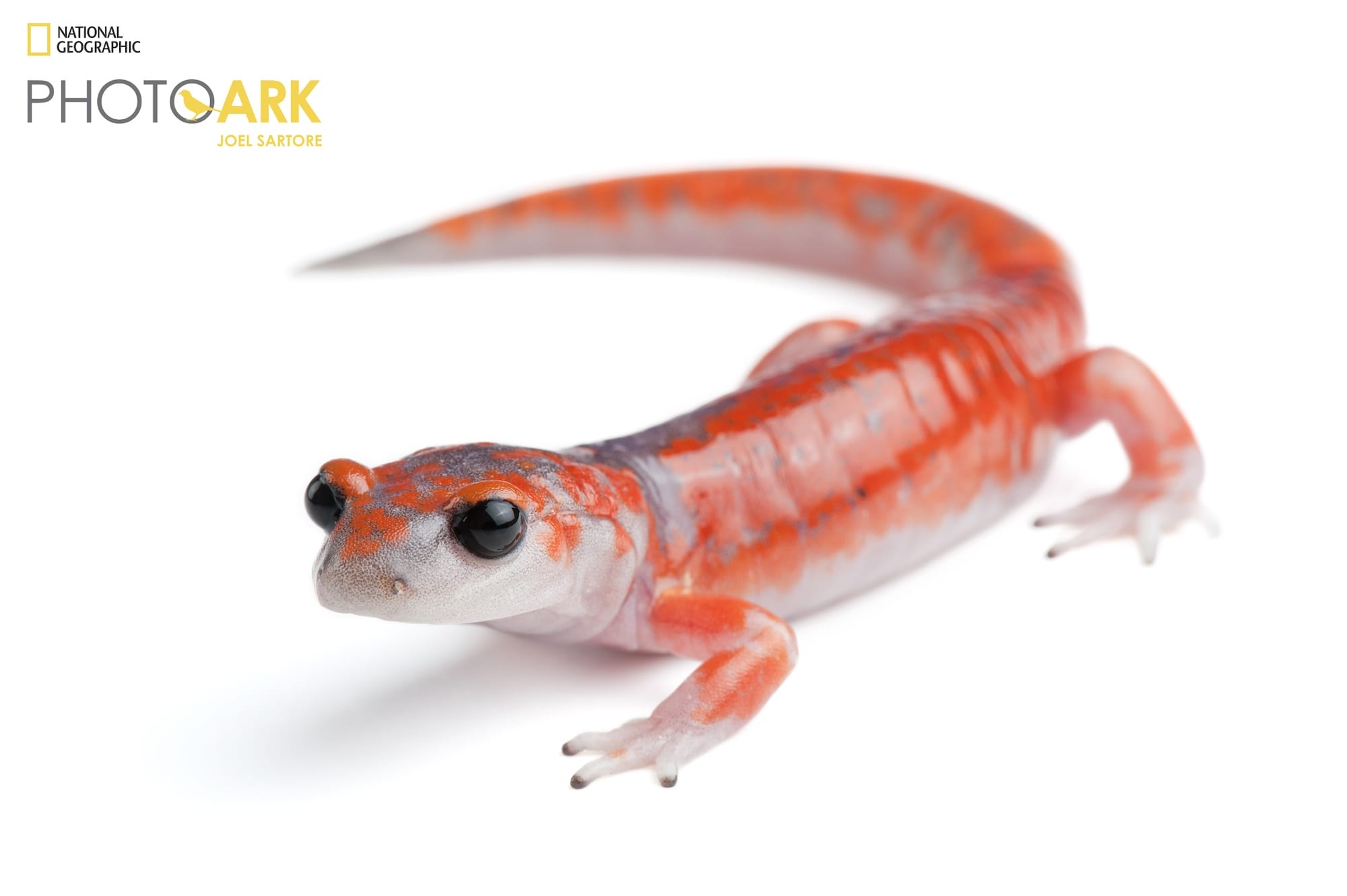 a portrait of a pink salamander