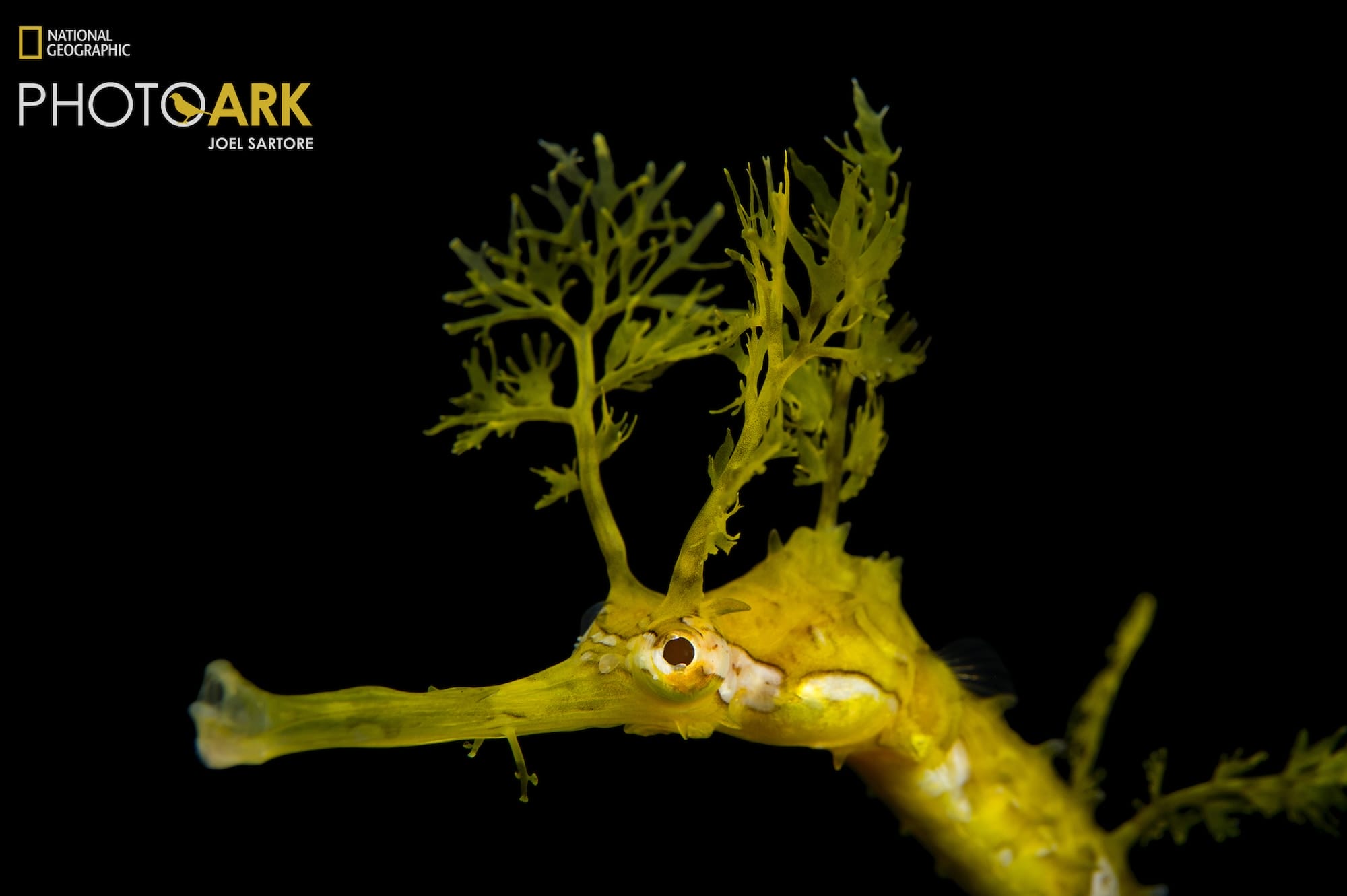 a portrait of a ribboned pipefish with its branch-like antennae features