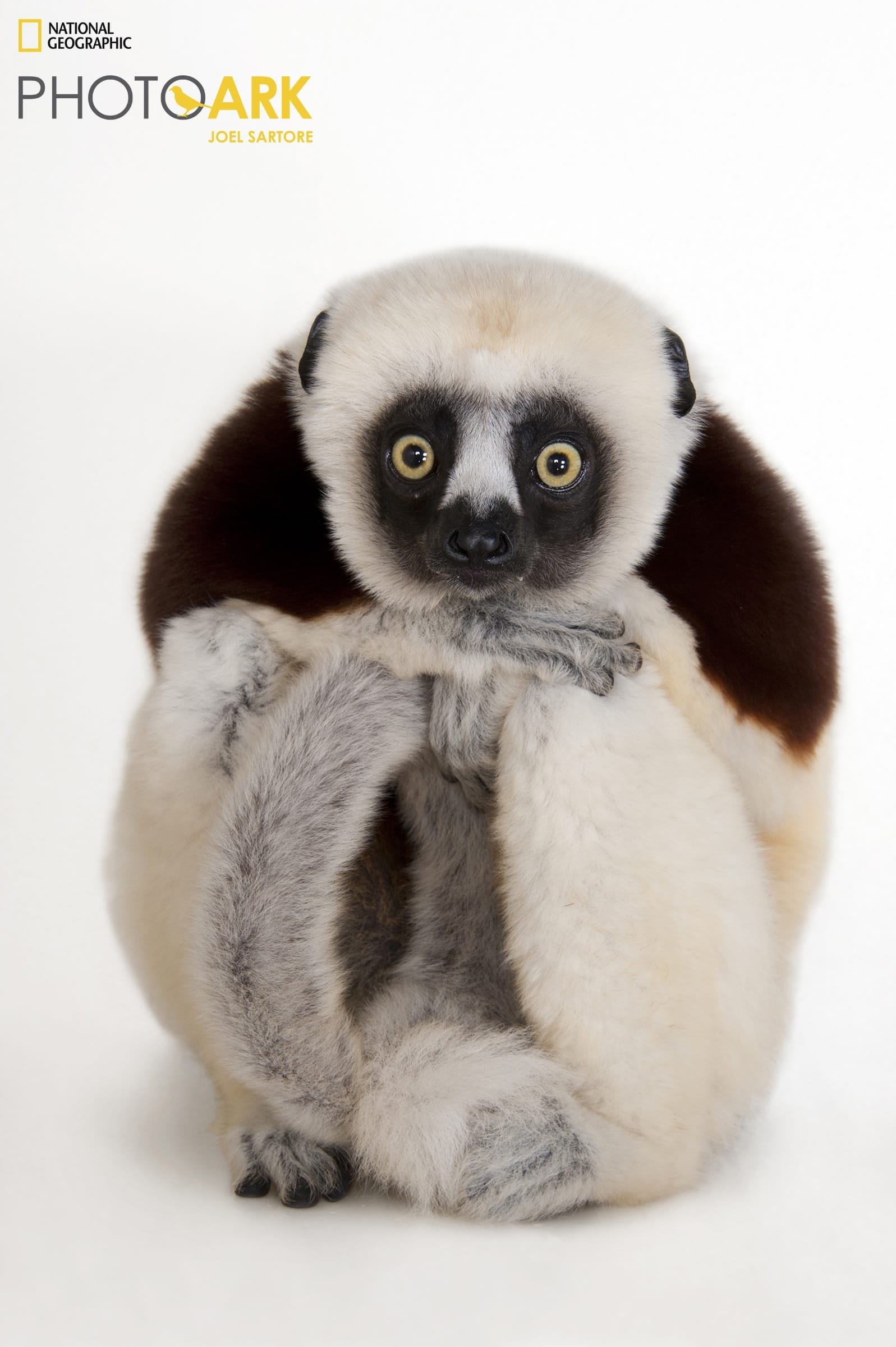 a portrait of a black-and-white primate