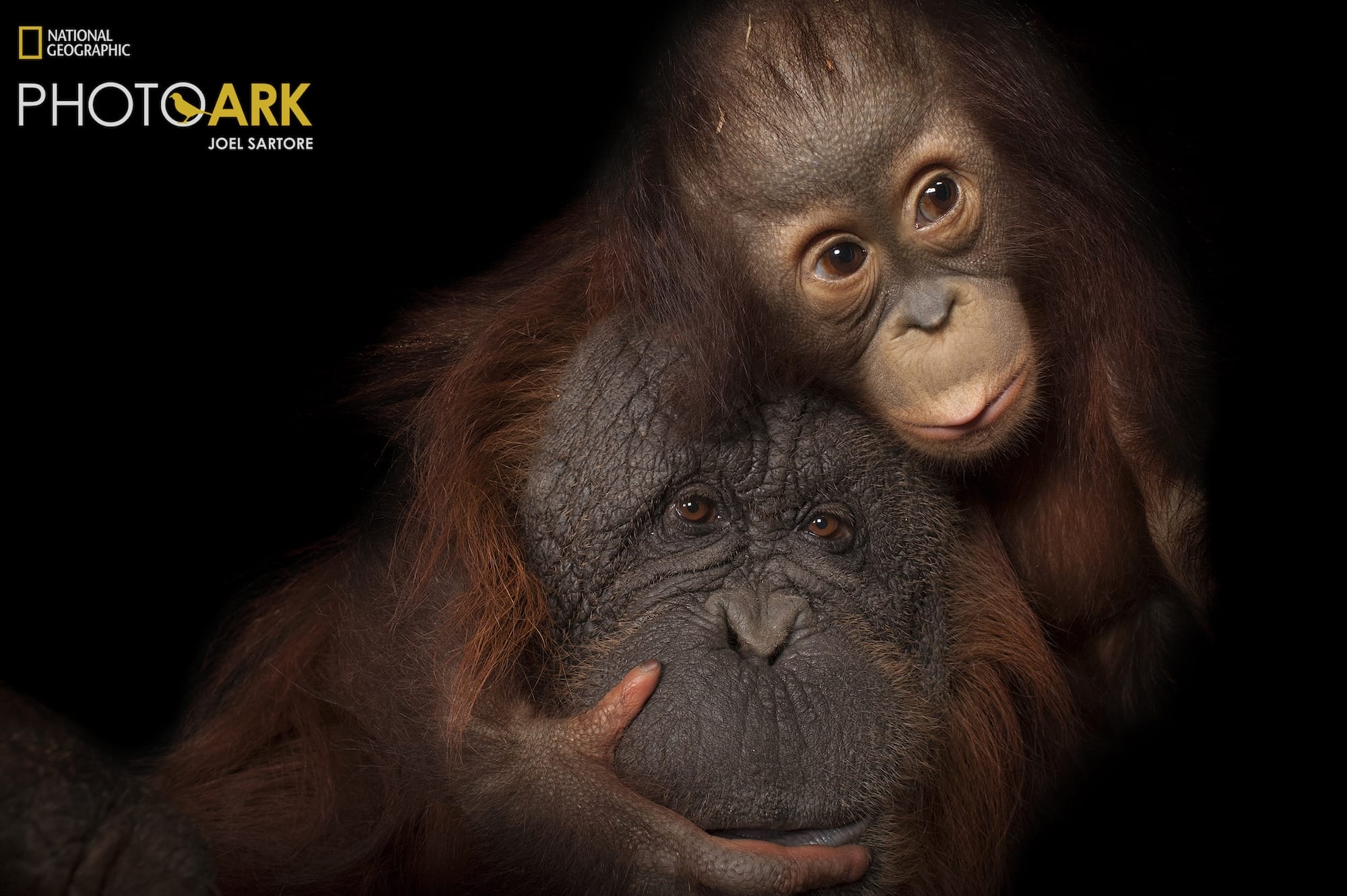 a portrait of two orangutans, part of the National Geographic Photo Ark project