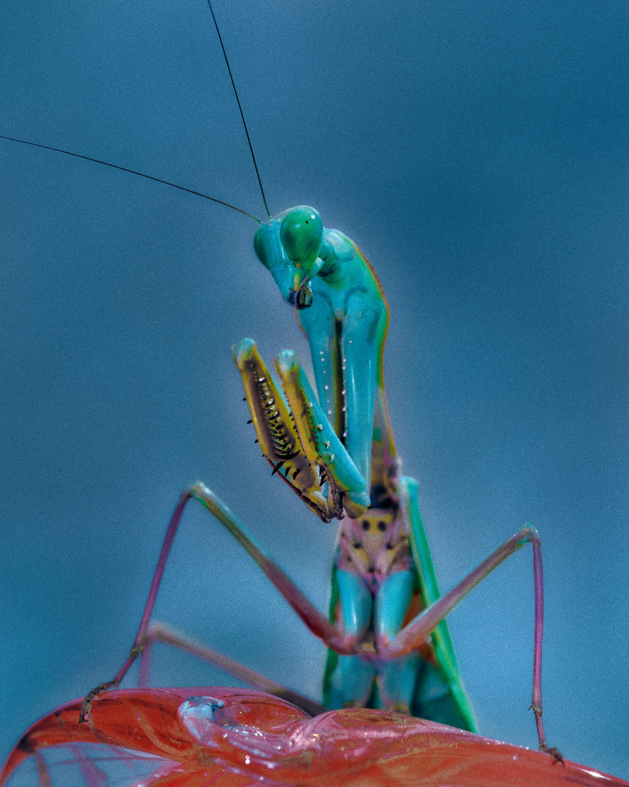 a saturated photo by Elizaveta Porodina of an insect and a bubble