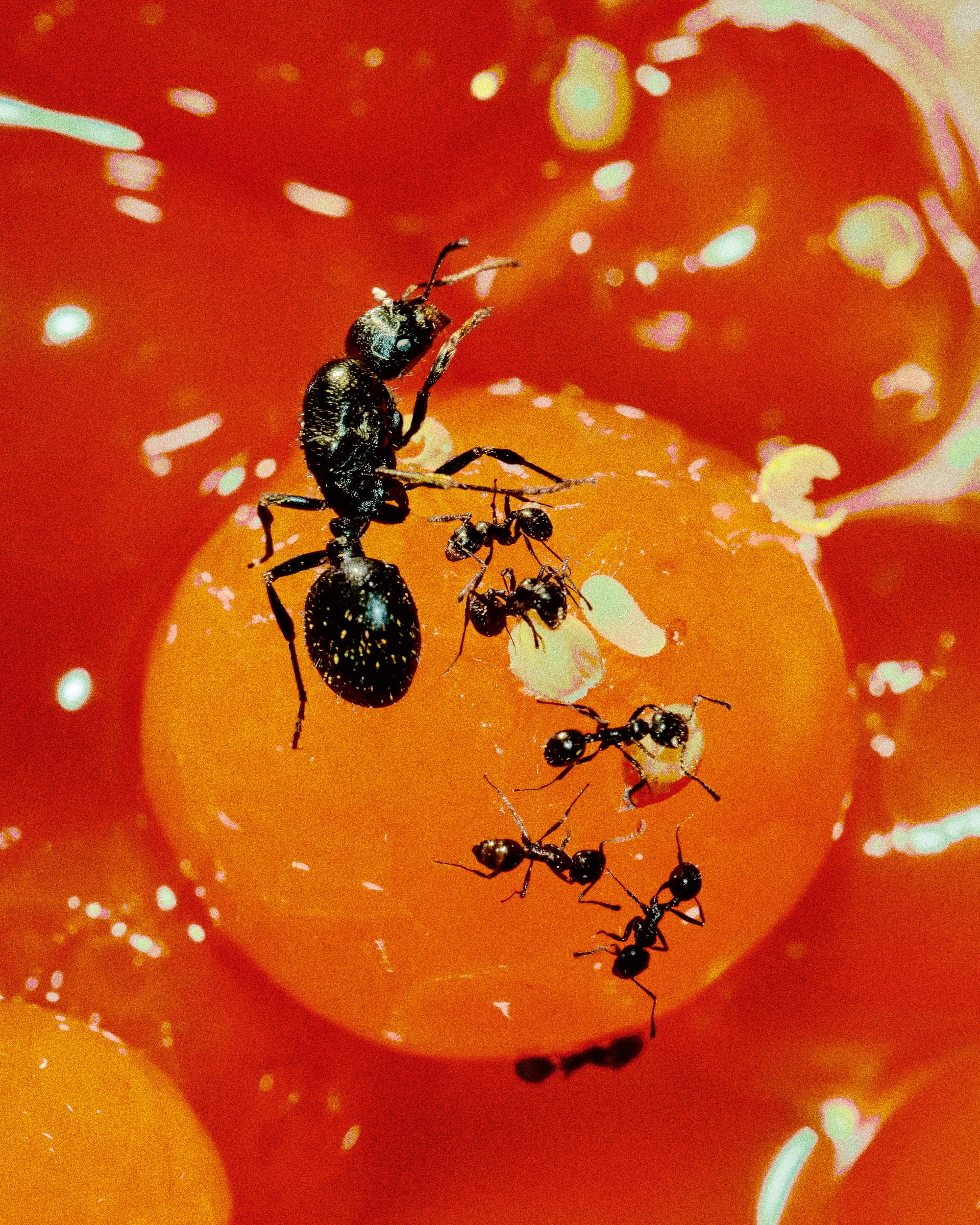 a saturated photo by Elizaveta Porodina of ants