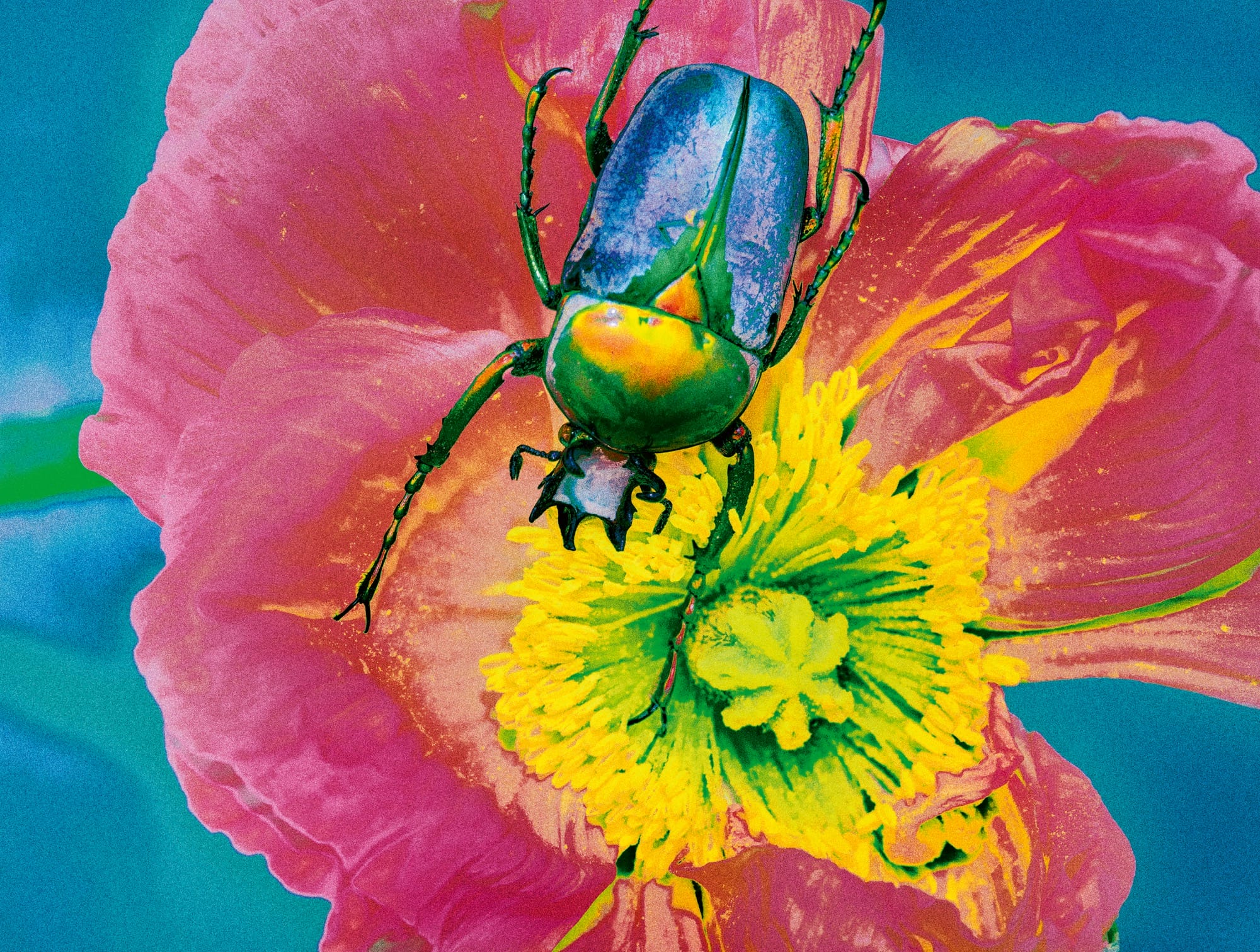 a saturated photo by Elizaveta Porodina of a beetle on a flower