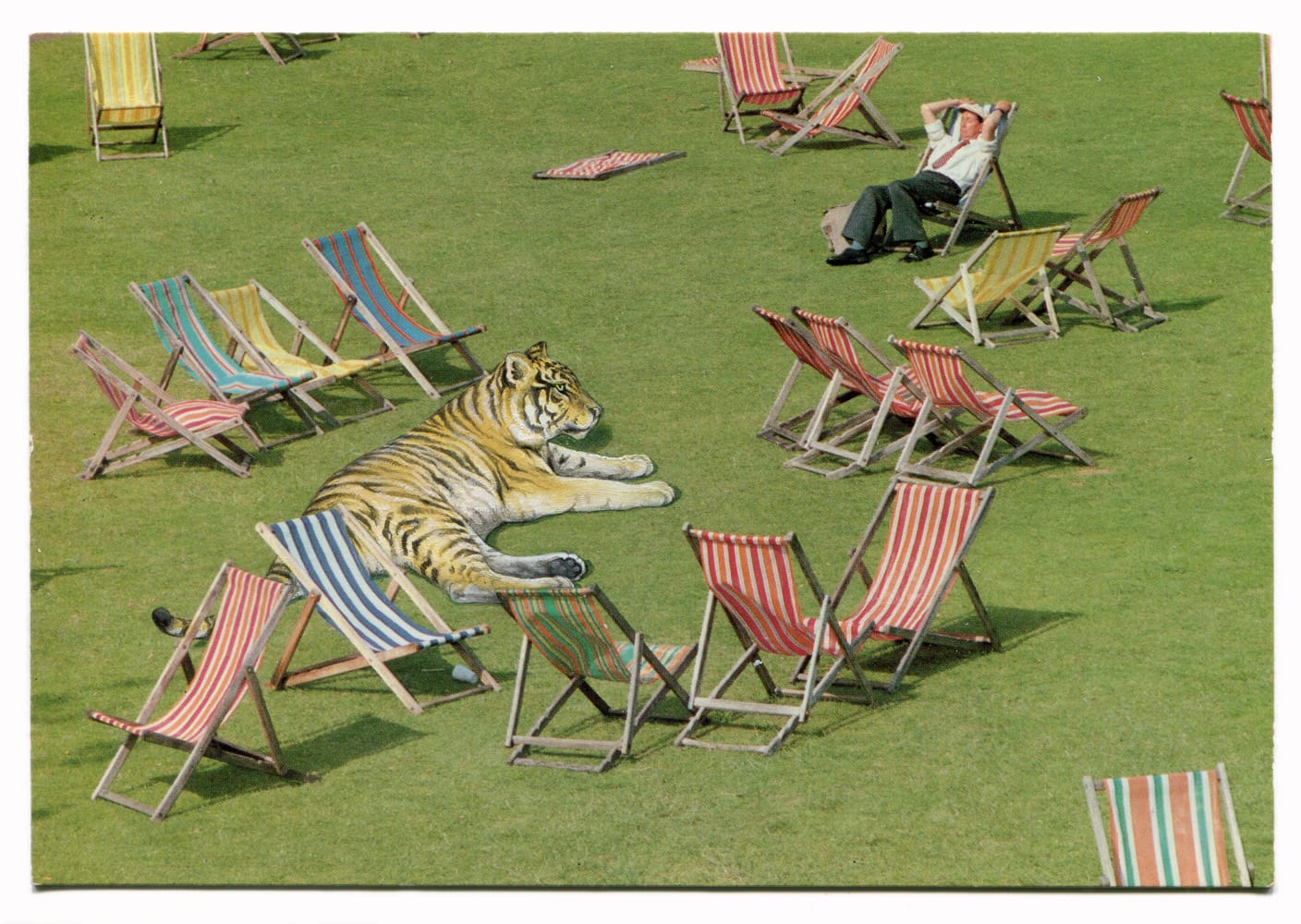 a painting by Rose Sanderson on a vintage postcard of a tiger lounging among beach chairs on the grass