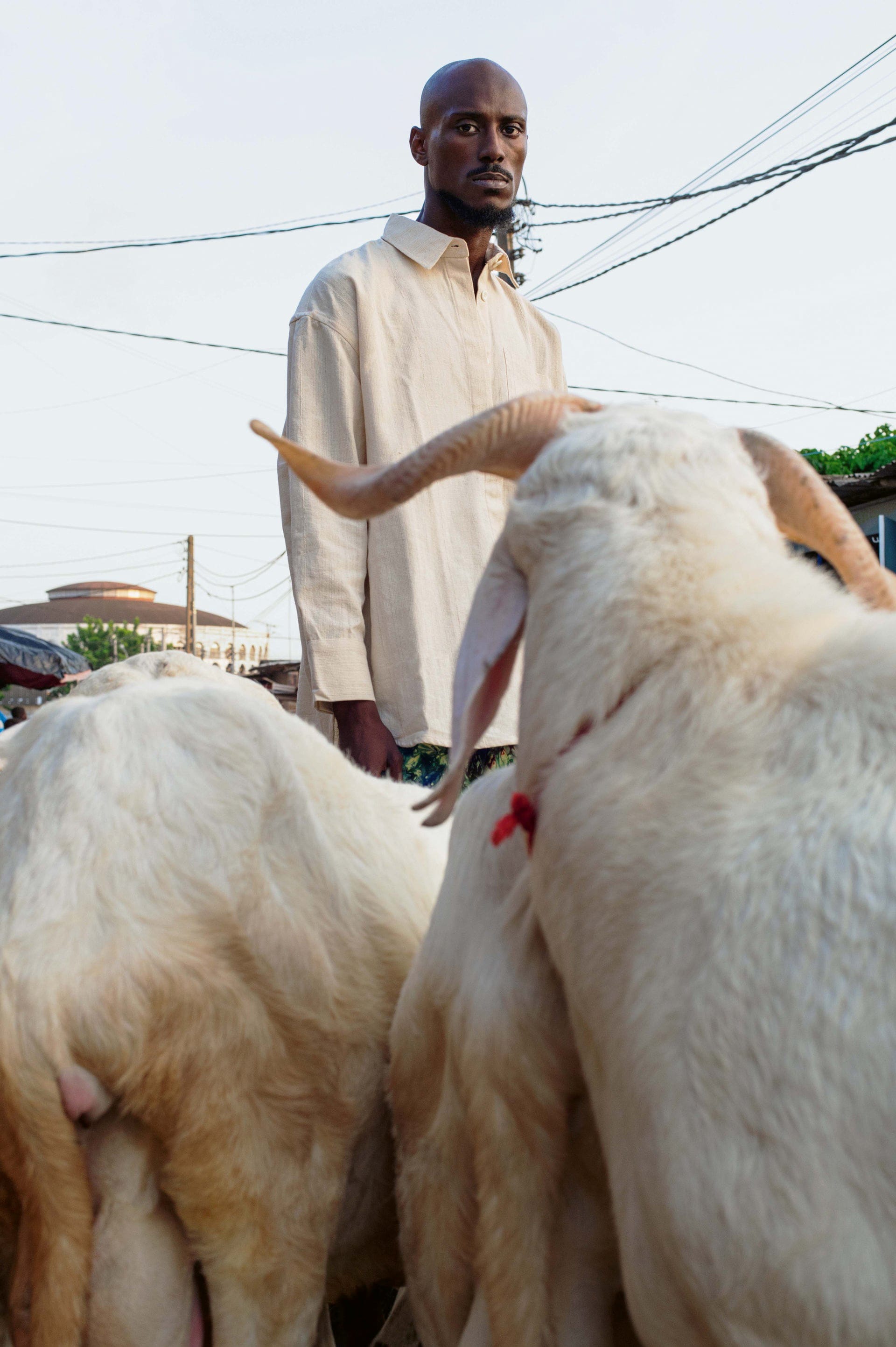 a portrait of a man in a button up shirt behind livestock