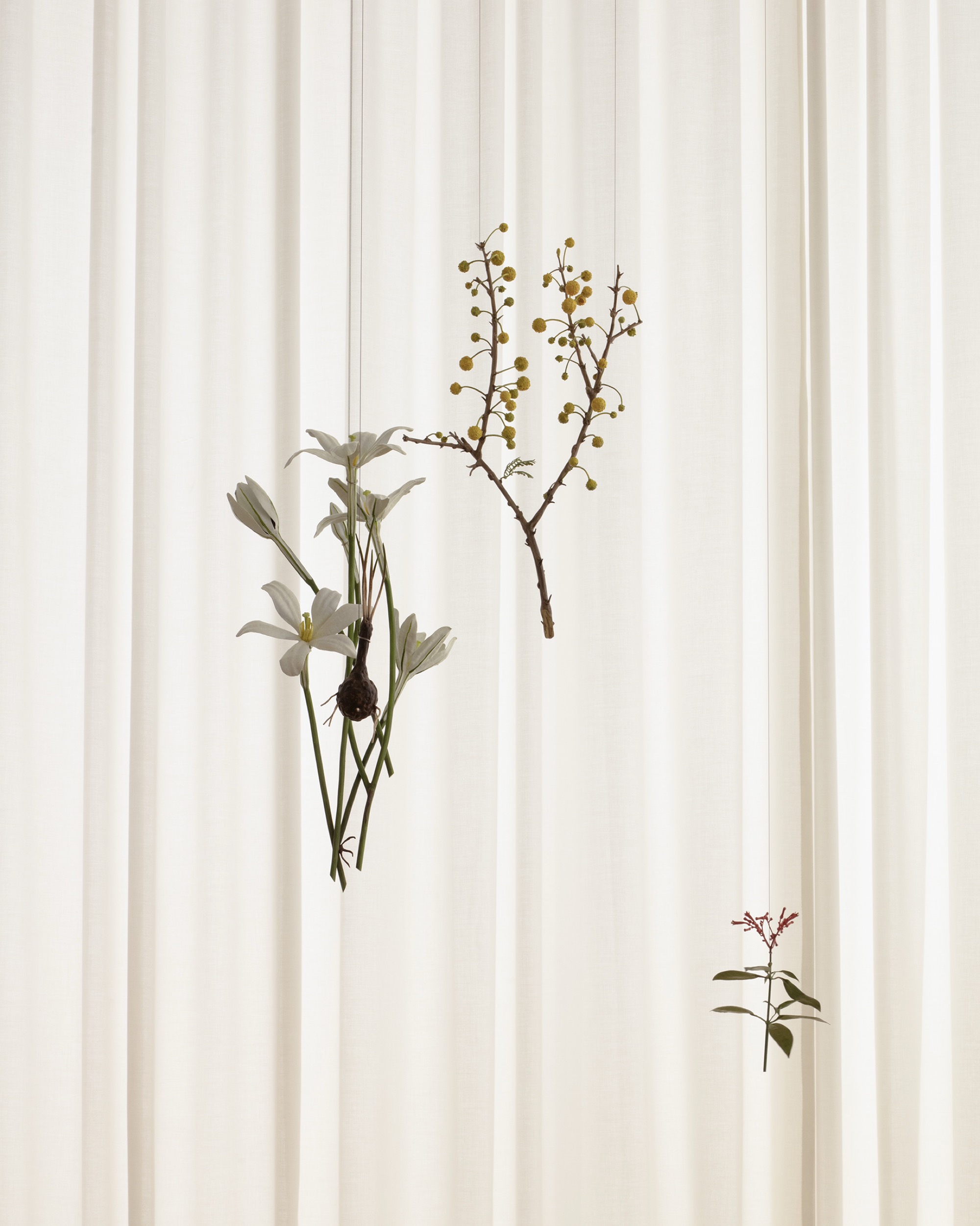suspended botanical sculptures by alvaro urbano