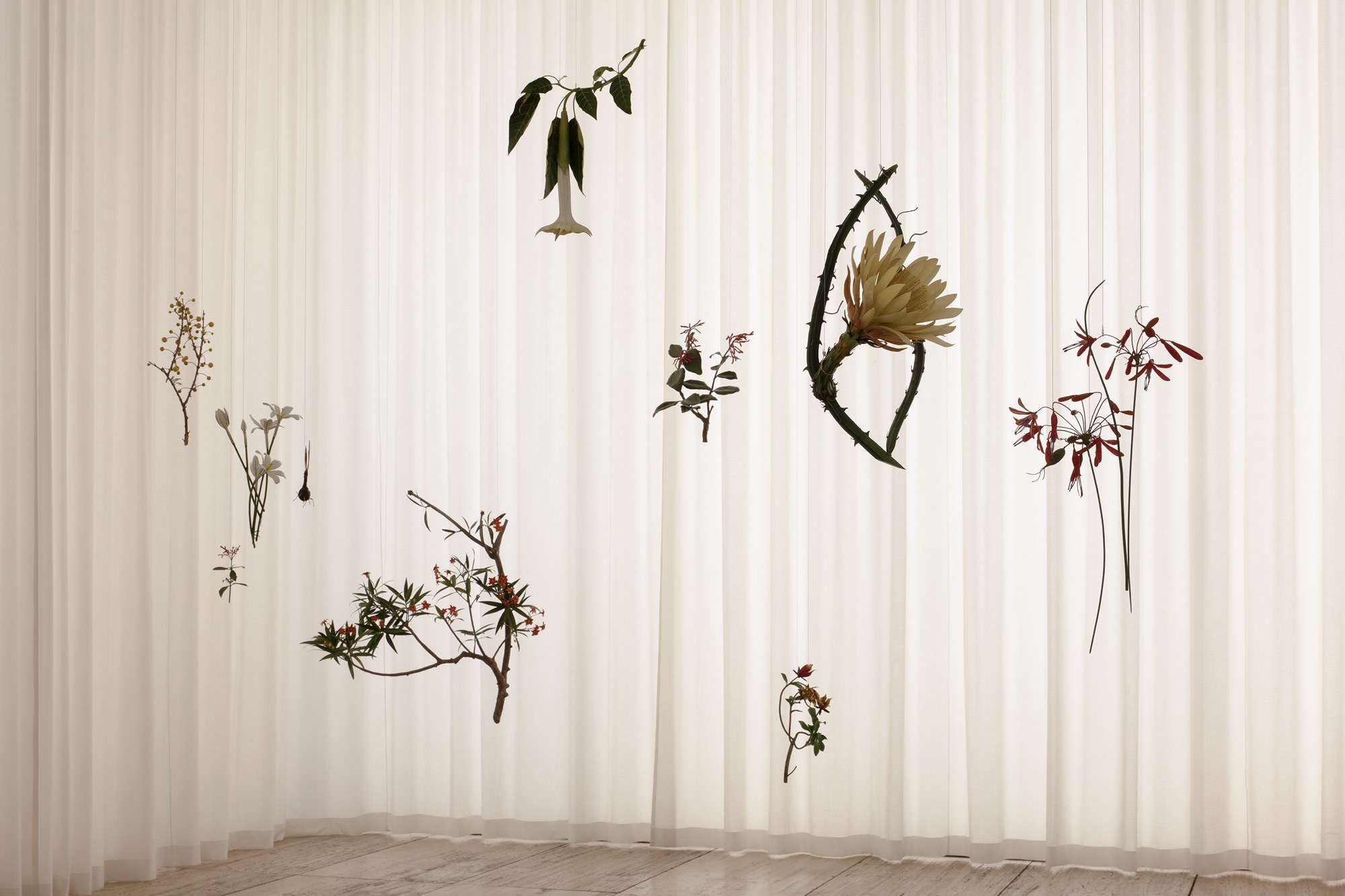 suspended botanical sculptures by alvaro urbano