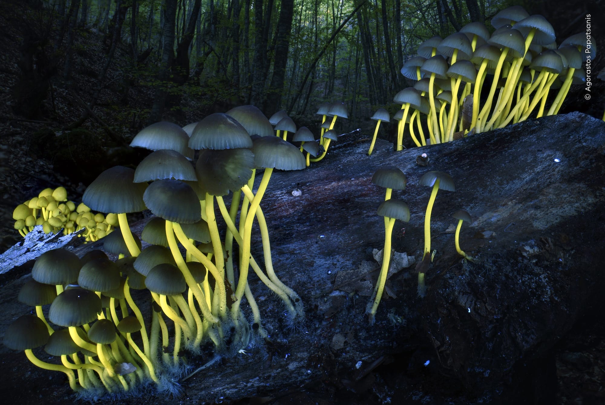 a patch of bioluminescent mushrooms