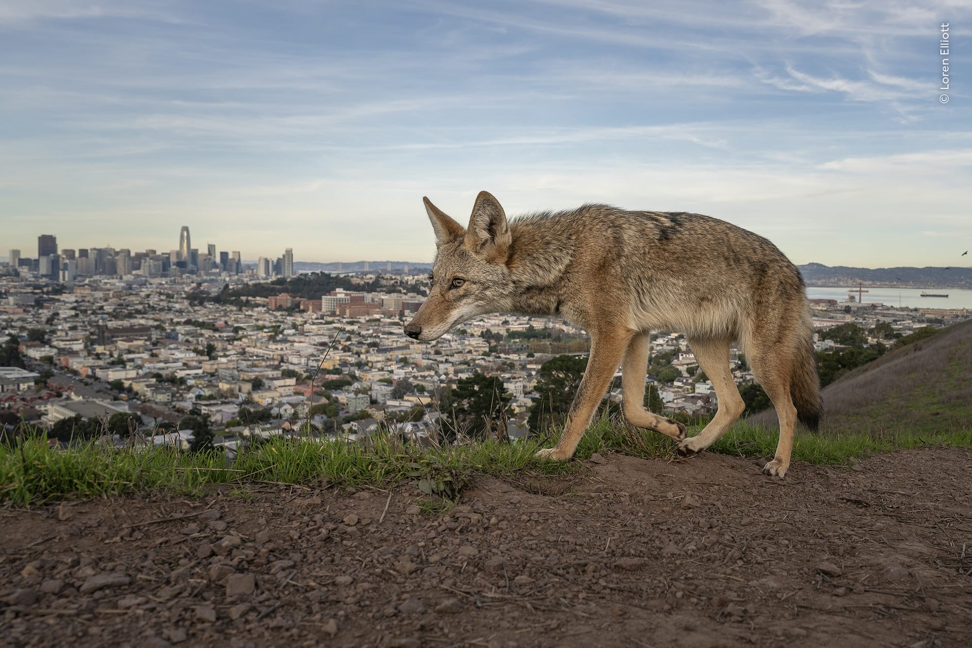 a photograph of a fox with the San Francisco skyline in the background