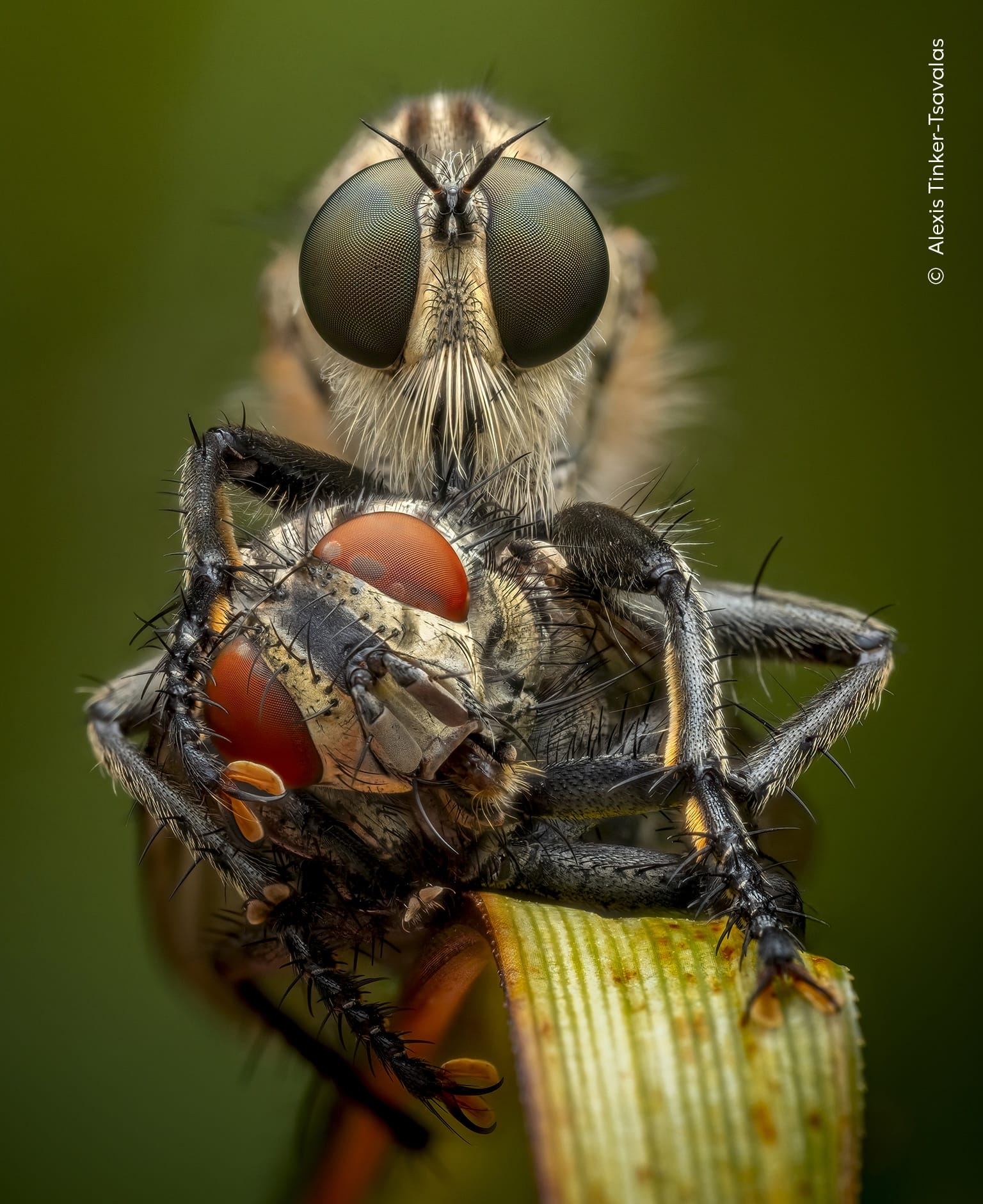 a close-up photo of a robber fly feeding on a flesh fly