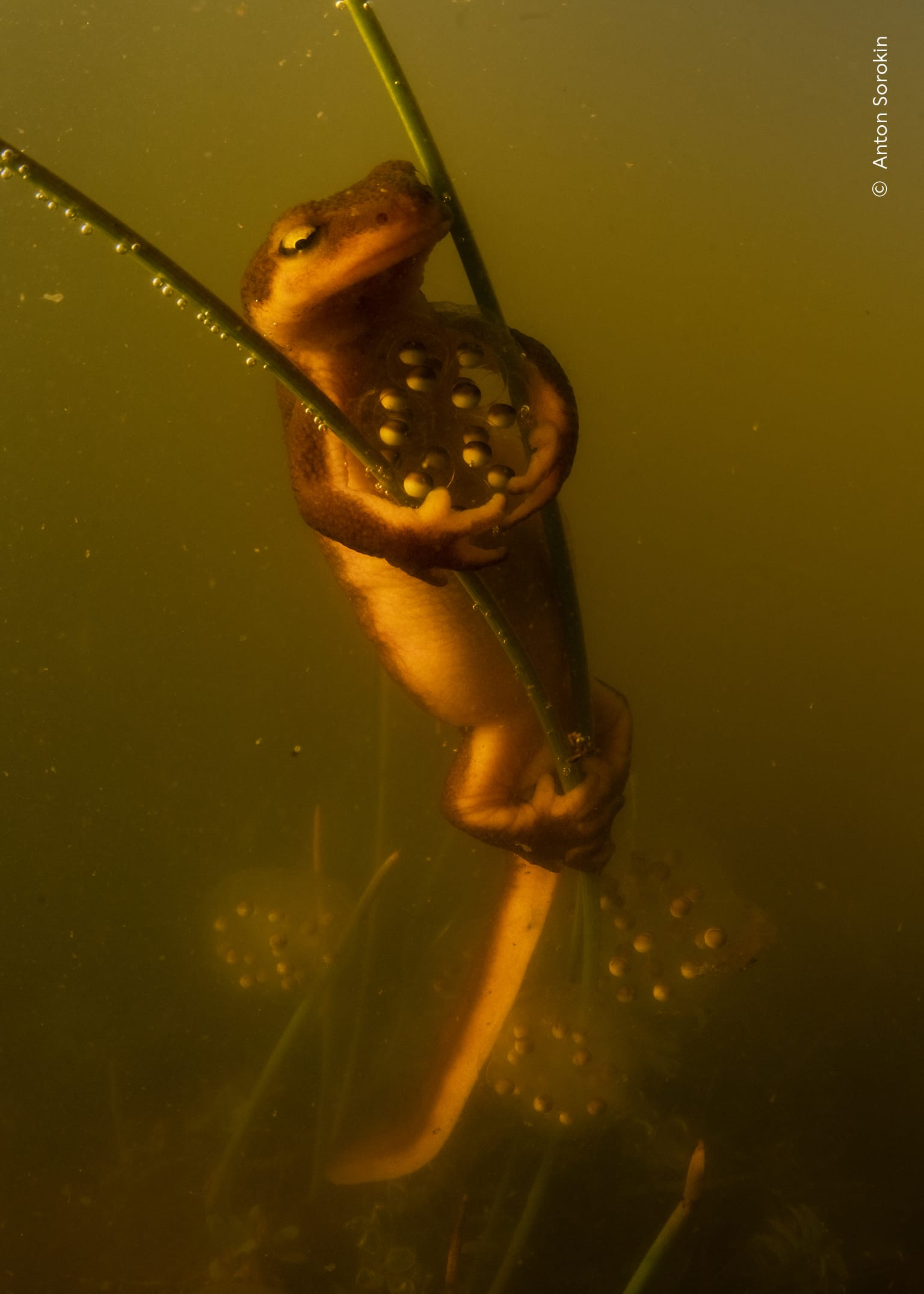 a newt grasps onto underwater reeds to lay its eggs