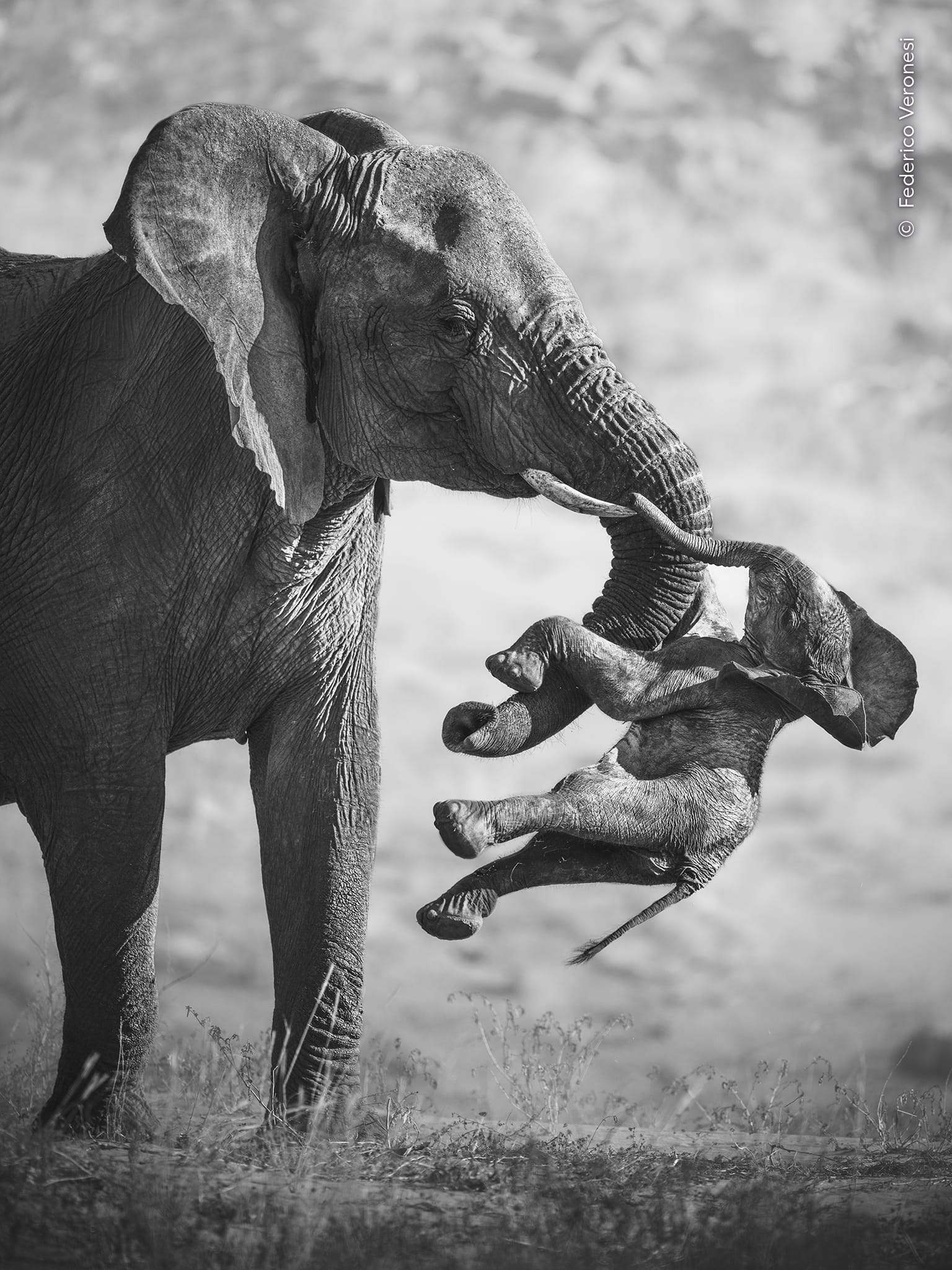 a black-and-white image of an elephant carrying its dead calf with its trunk