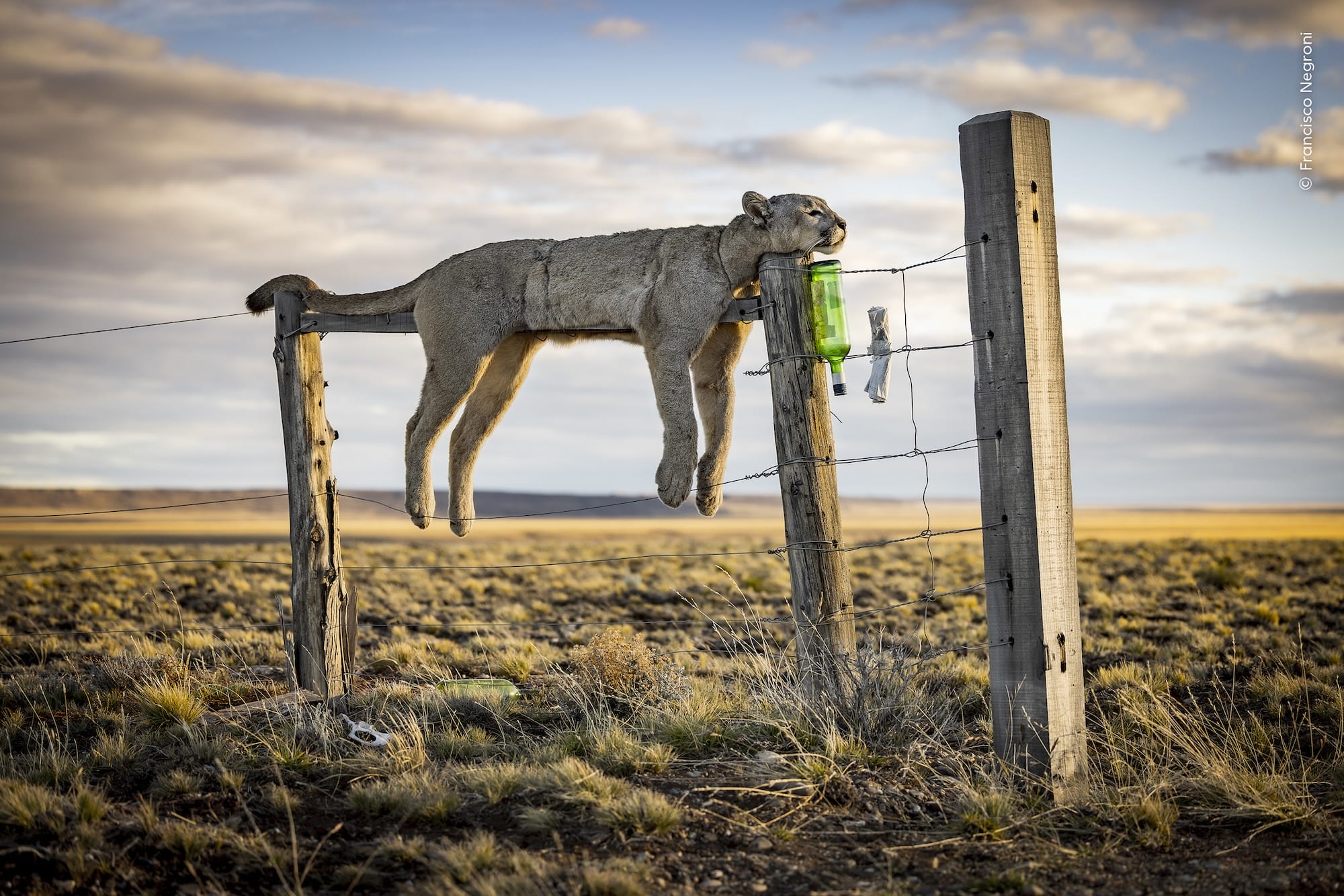 a dead puma is displayed on top of a fence in Argentine Patagonia