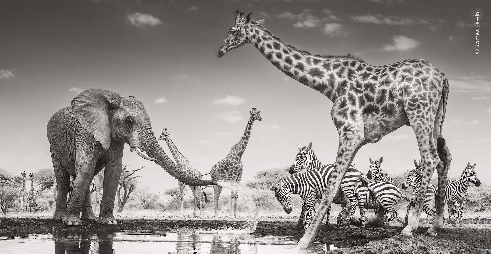 a black-and-white photo of giraffes, elephants, and zebras at a watering hole in Kenya