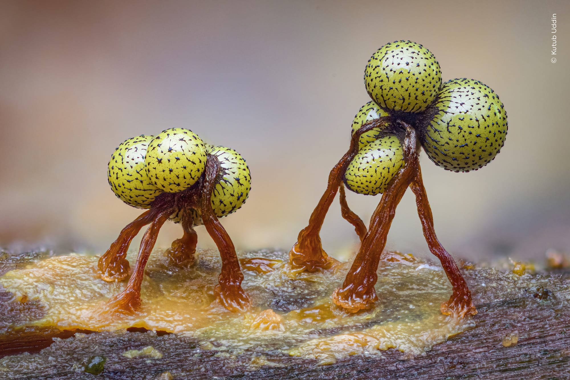 an up-close view of slime molds