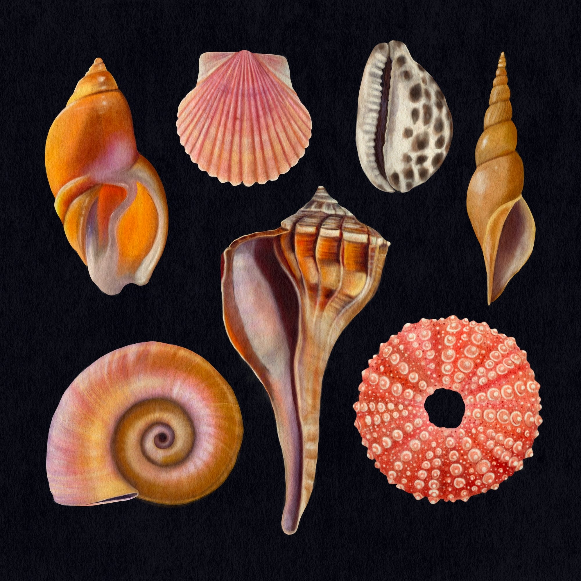 a print of seashells and mollusks against a black background
